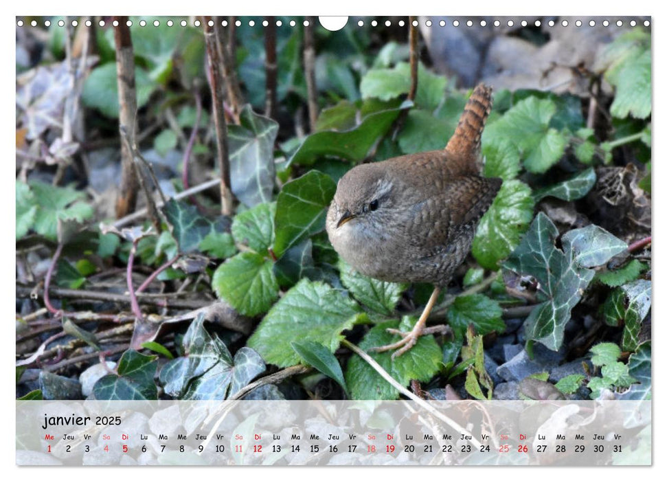 OISEAUX des Jardins et Forêts (CALVENDO Calendrier mensuel 2025)