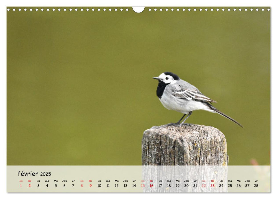 OISEAUX des Jardins et Forêts (CALVENDO Calendrier mensuel 2025)