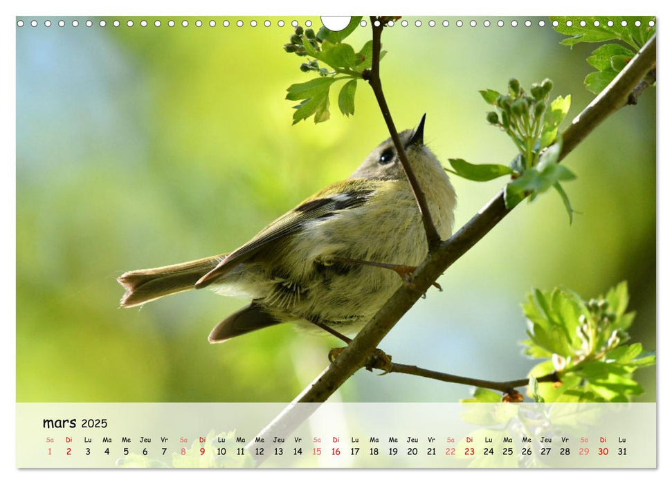 OISEAUX des Jardins et Forêts (CALVENDO Calendrier mensuel 2025)