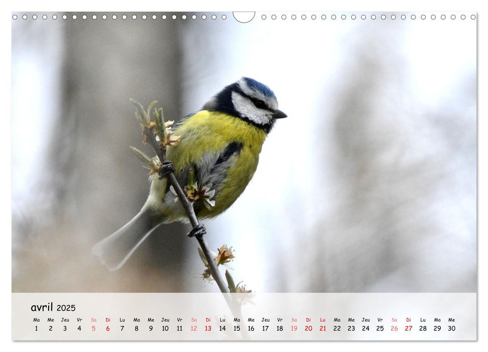 OISEAUX des Jardins et Forêts (CALVENDO Calendrier mensuel 2025)