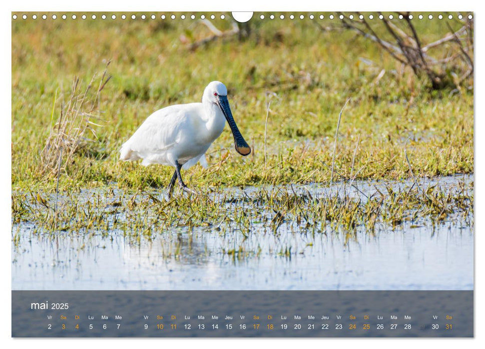 Le Crotoy Baie de Somme (CALVENDO Calendrier mensuel 2025)