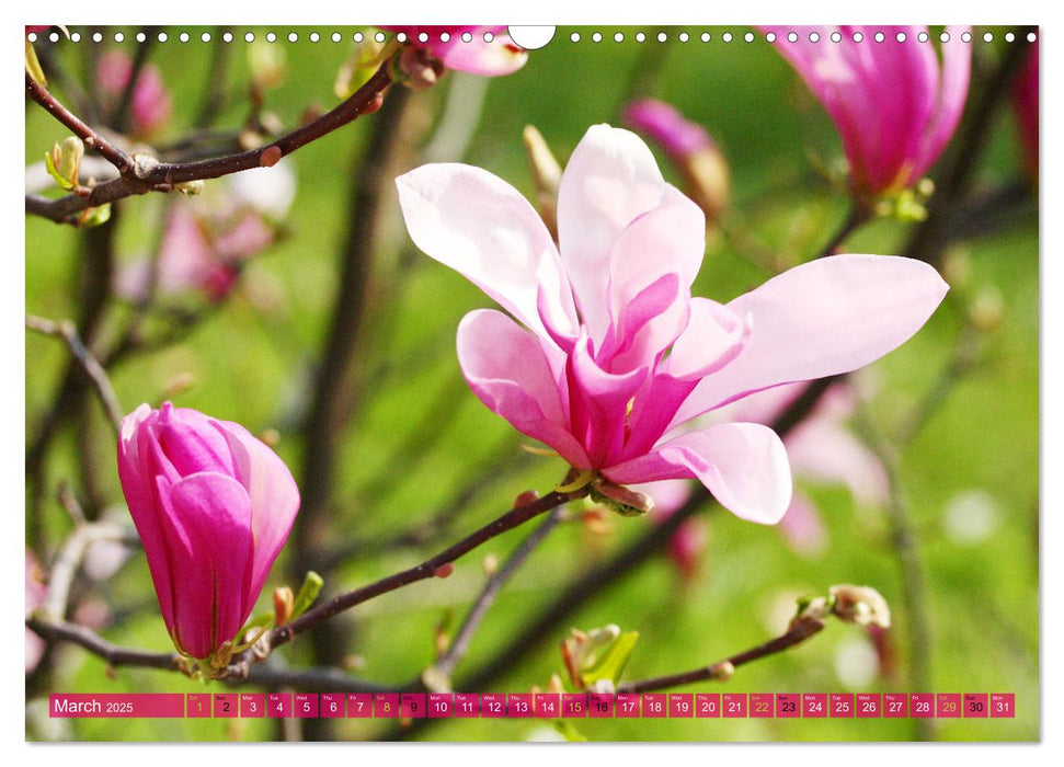 A Magnolia Dream (CALVENDO Monthly Calendar 2025)