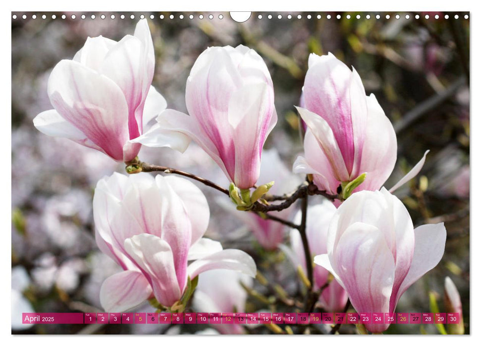 A Magnolia Dream (CALVENDO Monthly Calendar 2025)