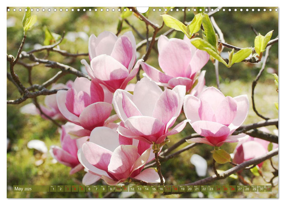 A Magnolia Dream (CALVENDO Monthly Calendar 2025)