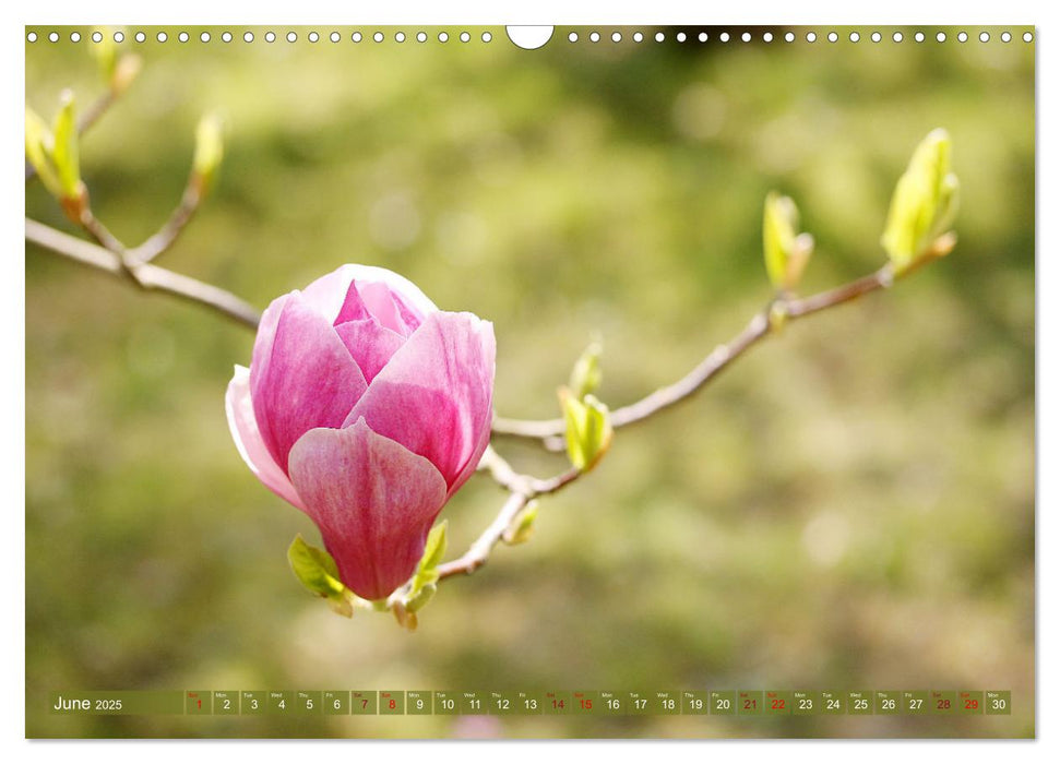 A Magnolia Dream (CALVENDO Monthly Calendar 2025)