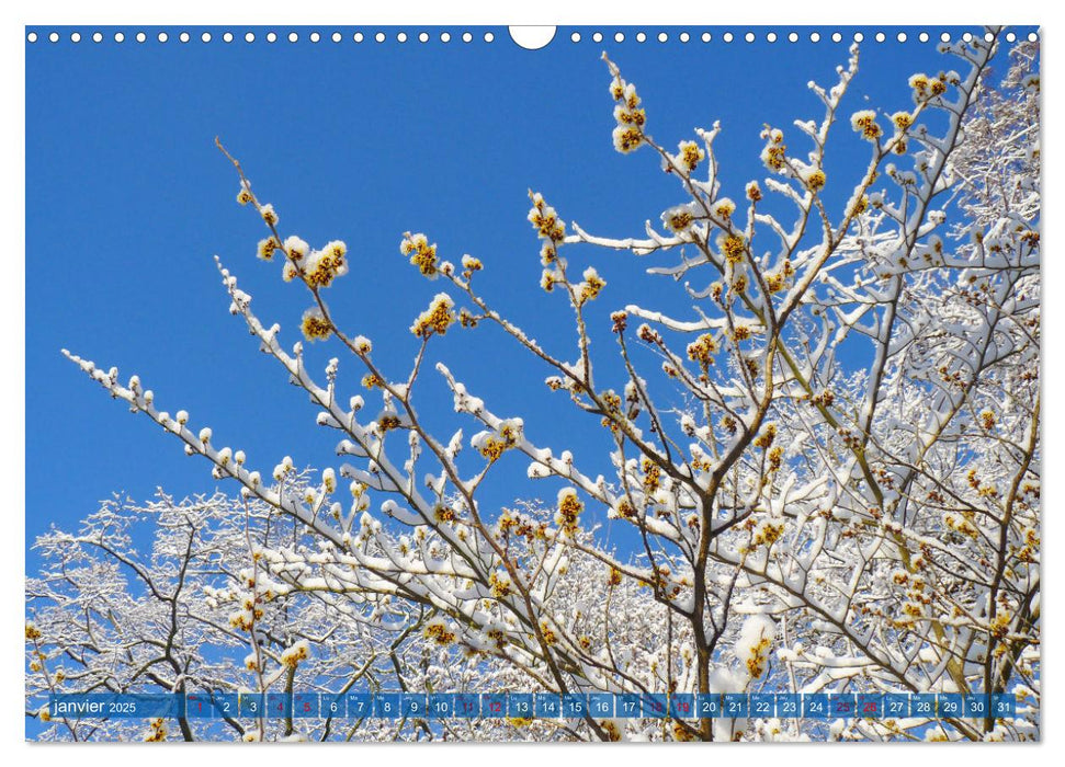 Plantes sur fond bleu (CALVENDO Calendrier mensuel 2025)