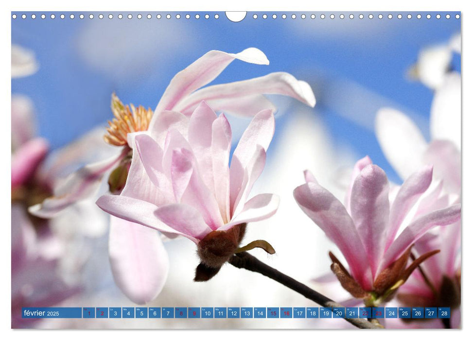 Plantes sur fond bleu (CALVENDO Calendrier mensuel 2025)