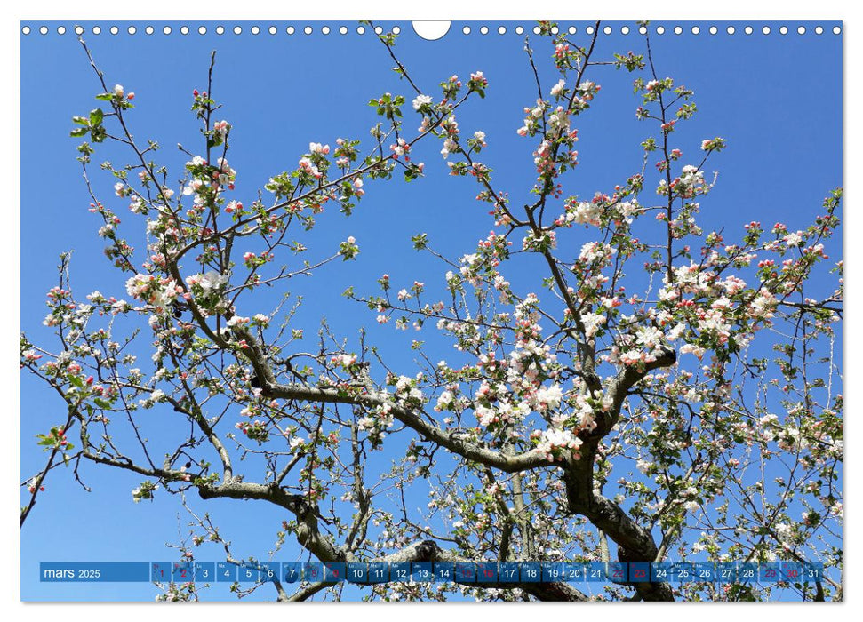 Plantes sur fond bleu (CALVENDO Calendrier mensuel 2025)