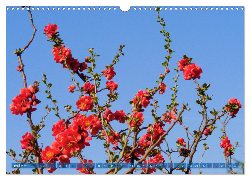 Plantes sur fond bleu (CALVENDO Calendrier mensuel 2025)