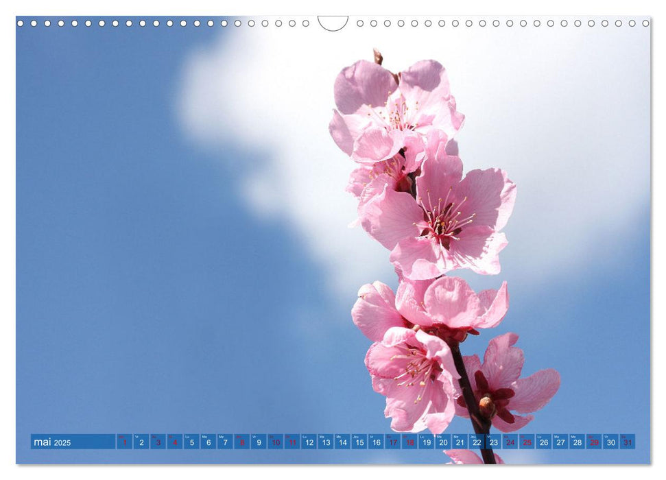 Plantes sur fond bleu (CALVENDO Calendrier mensuel 2025)