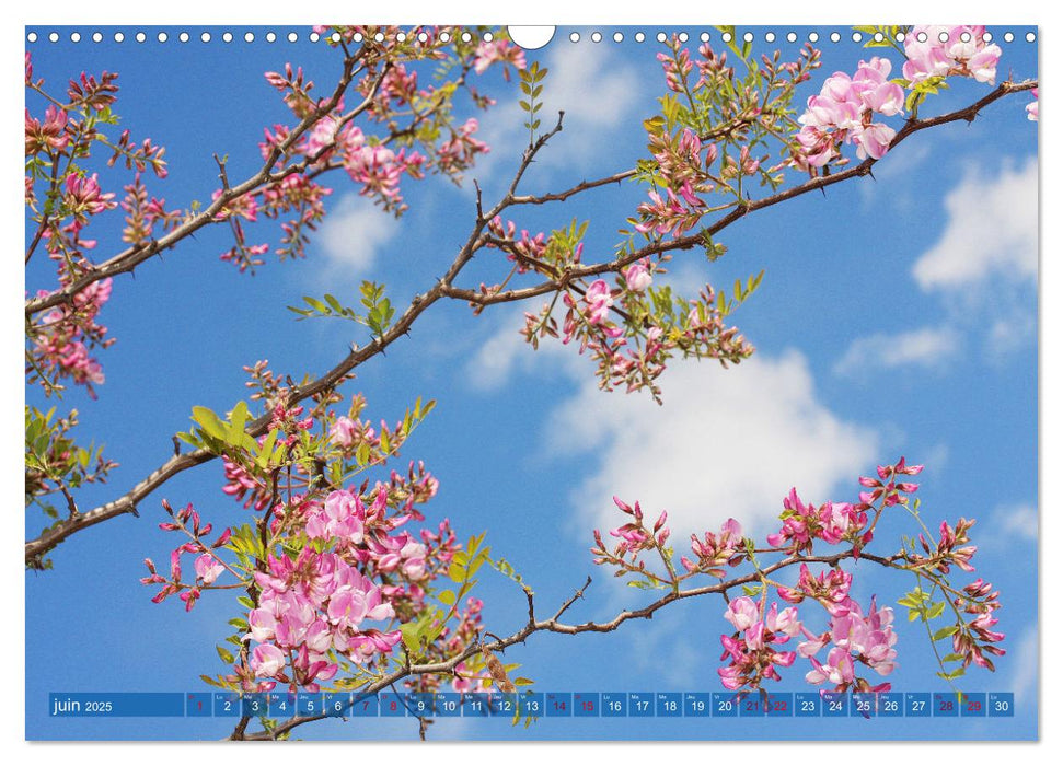 Plantes sur fond bleu (CALVENDO Calendrier mensuel 2025)