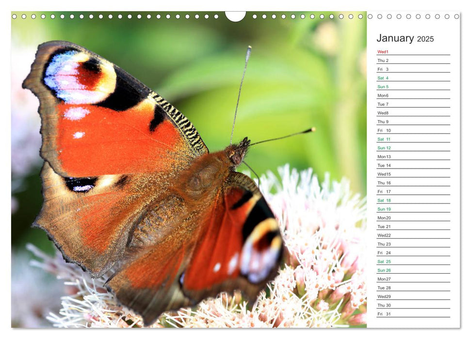 The beauty of British butterflies (CALVENDO Monthly Calendar 2025)