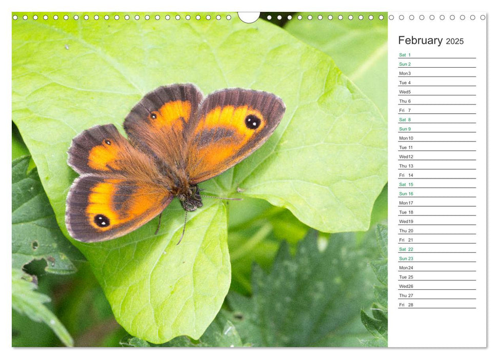 The beauty of British butterflies (CALVENDO Monthly Calendar 2025)