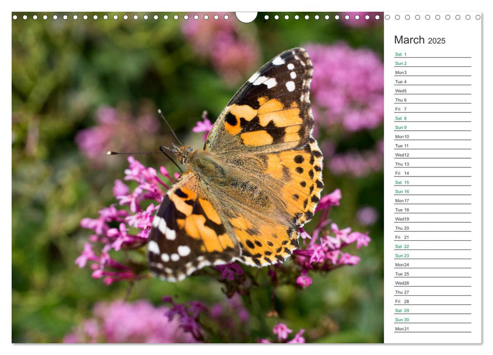 The beauty of British butterflies (CALVENDO Monthly Calendar 2025)