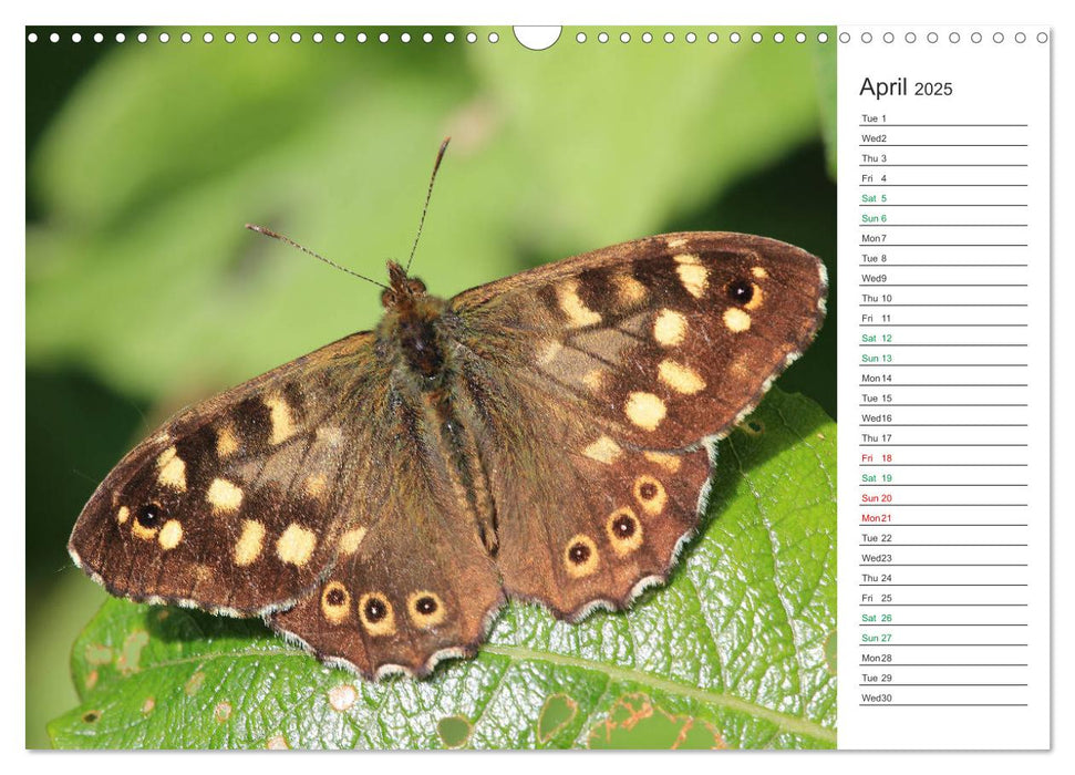 The beauty of British butterflies (CALVENDO Monthly Calendar 2025)