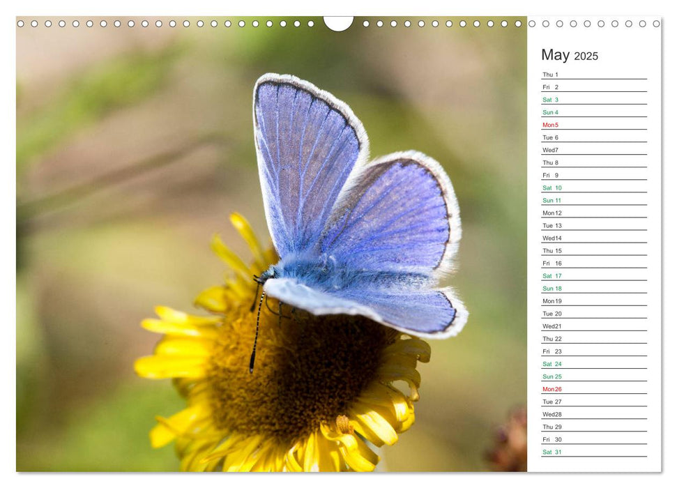 The beauty of British butterflies (CALVENDO Monthly Calendar 2025)