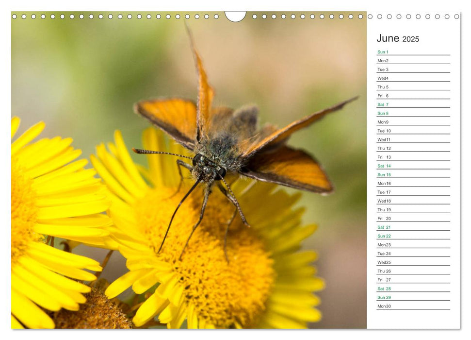 The beauty of British butterflies (CALVENDO Monthly Calendar 2025)