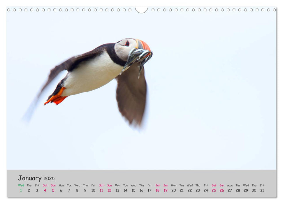 The Flight of Birds (CALVENDO Monthly Calendar 2025)