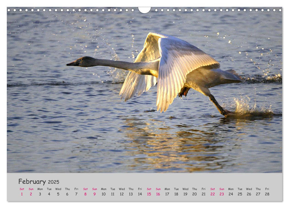 The Flight of Birds (CALVENDO Monthly Calendar 2025)