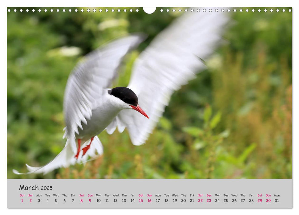 The Flight of Birds (CALVENDO Monthly Calendar 2025)