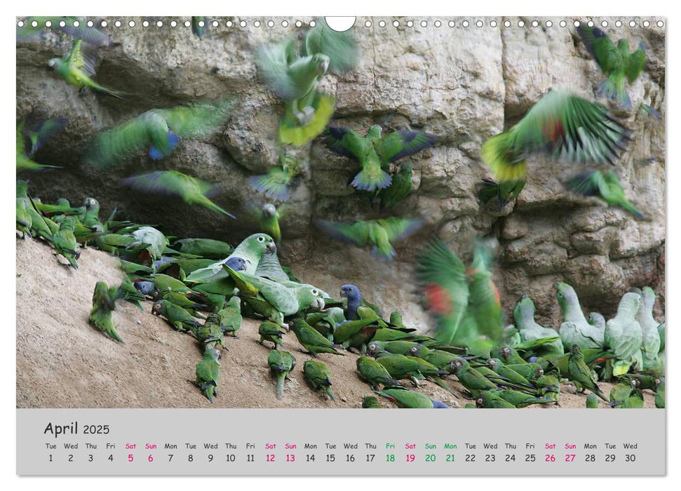 The Flight of Birds (CALVENDO Monthly Calendar 2025)