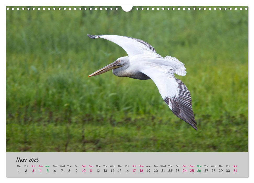 The Flight of Birds (CALVENDO Monthly Calendar 2025)