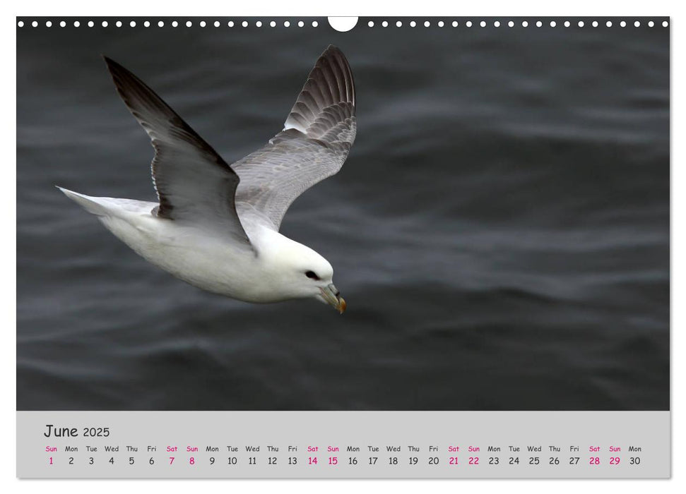 The Flight of Birds (CALVENDO Monthly Calendar 2025)