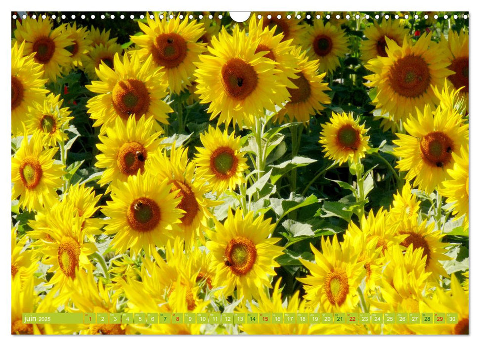 Le monde des tournesols (CALVENDO Calendrier mensuel 2025)