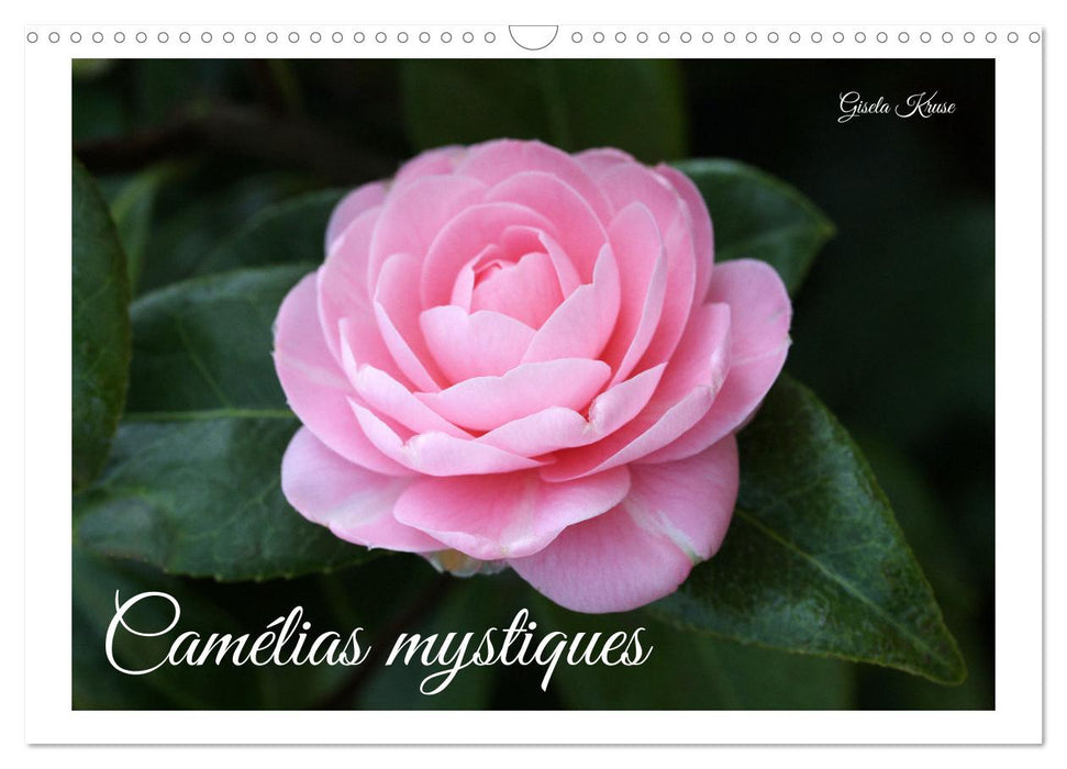 Camélias mystiques (CALVENDO Calendrier mensuel 2025)