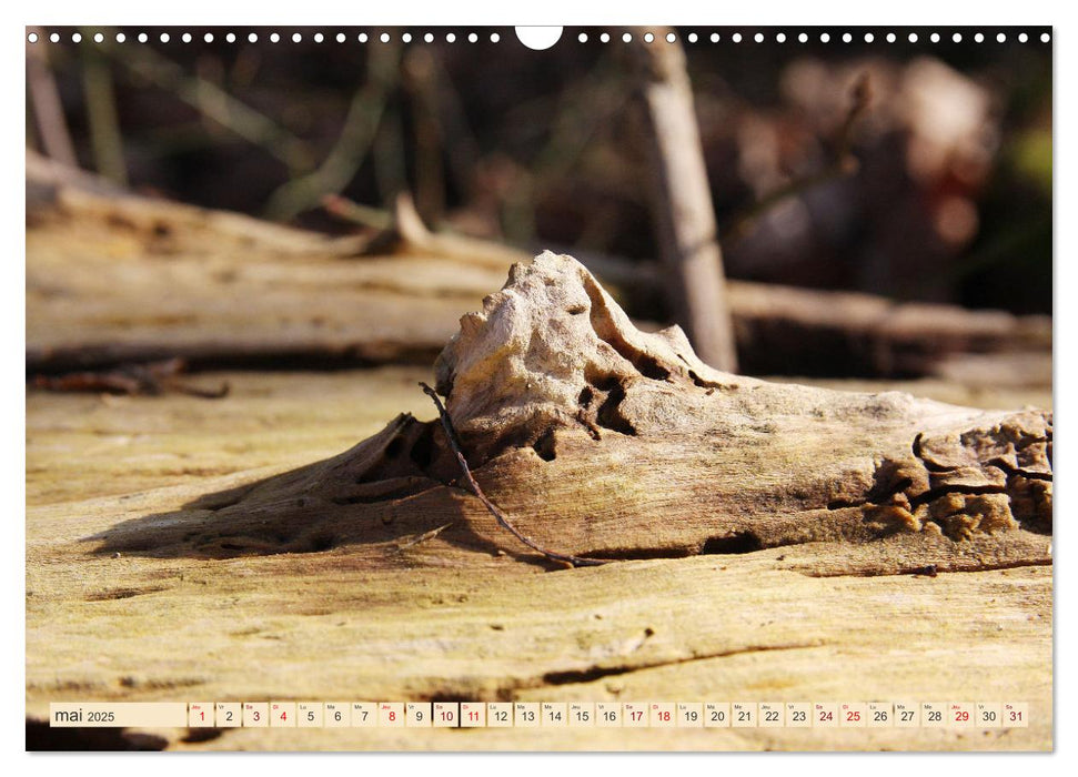 Les arbres racontent (CALVENDO Calendrier mensuel 2025)