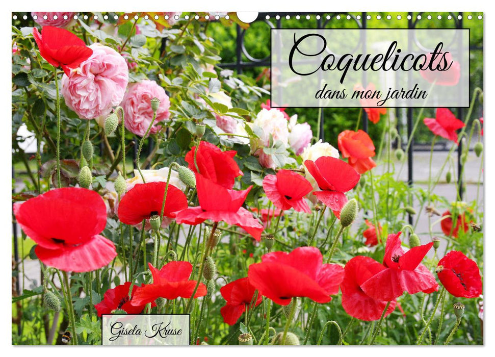 Coquelicots dans mon jardin (CALVENDO Calendrier mensuel 2025)