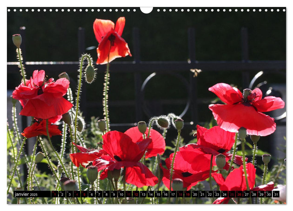 Coquelicots dans mon jardin (CALVENDO Calendrier mensuel 2025)