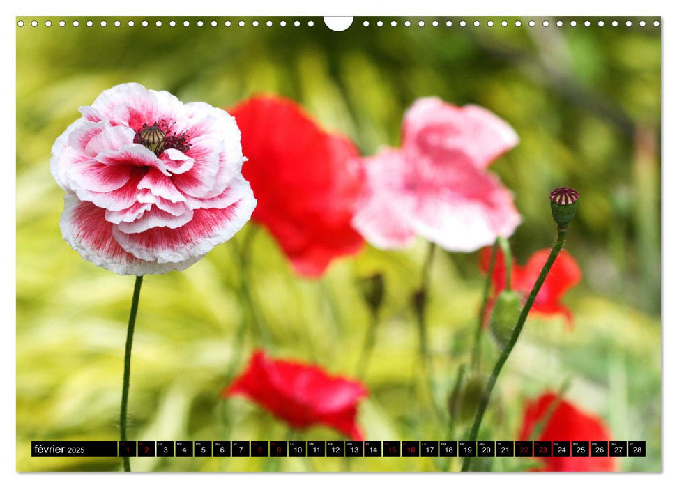 Coquelicots dans mon jardin (CALVENDO Calendrier mensuel 2025)