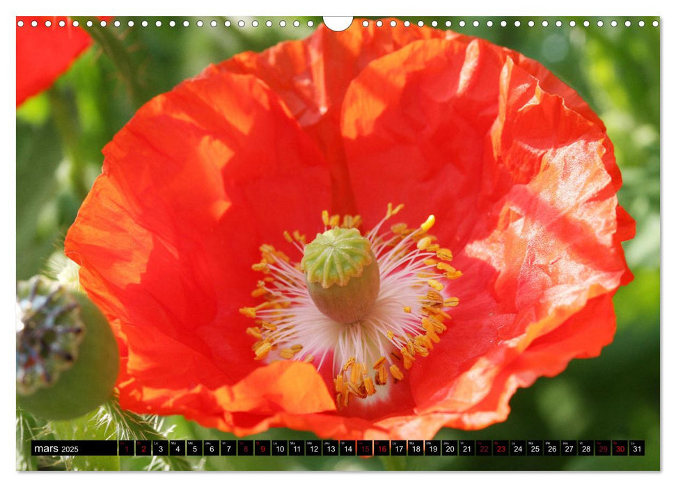 Coquelicots dans mon jardin (CALVENDO Calendrier mensuel 2025)