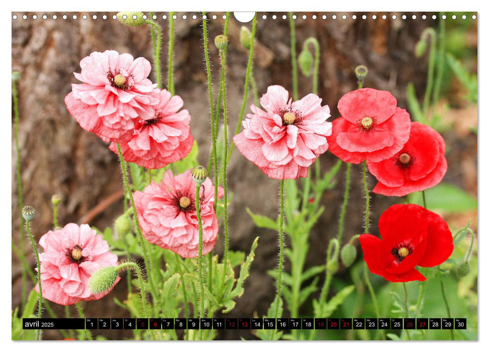 Coquelicots dans mon jardin (CALVENDO Calendrier mensuel 2025)