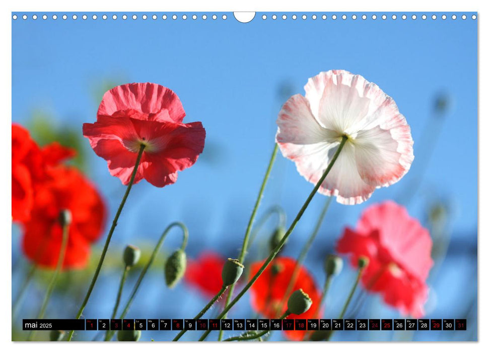 Coquelicots dans mon jardin (CALVENDO Calendrier mensuel 2025)