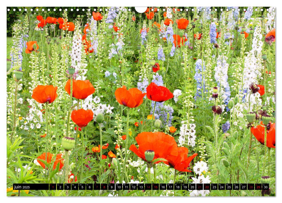 Coquelicots dans mon jardin (CALVENDO Calendrier mensuel 2025)