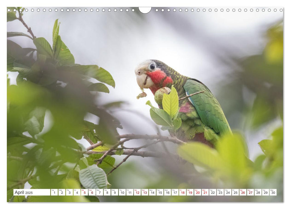 Birds of Cuba Island (CALVENDO Monthly Calendar 2025)