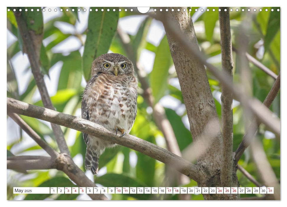 Birds of Cuba Island (CALVENDO Monthly Calendar 2025)