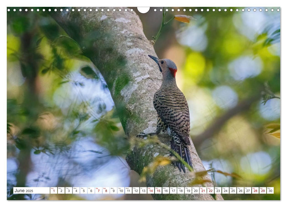 Birds of Cuba Island (CALVENDO Monthly Calendar 2025)