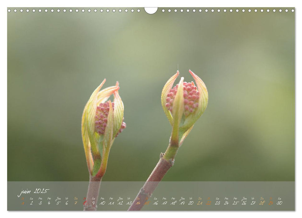 Jardin floral (CALVENDO Calendrier mensuel 2025)