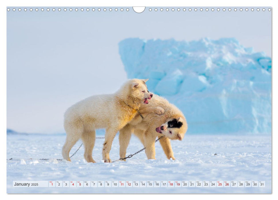 Greenland Dog - The Sled Dogs of Northern Greenland (CALVENDO Monthly Calendar 2025)