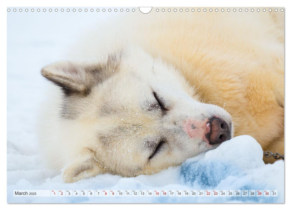 Greenland Dog - The Sled Dogs of Northern Greenland (CALVENDO Monthly Calendar 2025)