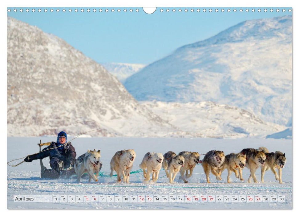 Greenland Dog - The Sled Dogs of Northern Greenland (CALVENDO Monthly Calendar 2025)