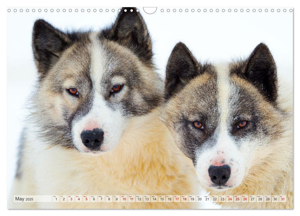 Greenland Dog - The Sled Dogs of Northern Greenland (CALVENDO Monthly Calendar 2025)