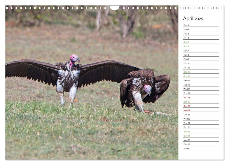 Kenya - its Wildlife (CALVENDO Monthly Calendar 2025)