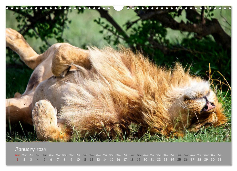 Kenya's Wildlife up close (CALVENDO Monthly Calendar 2025)