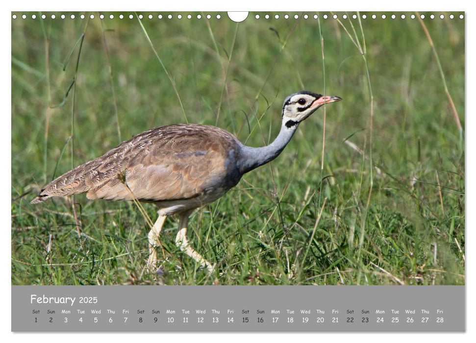 Kenya's Wildlife up close (CALVENDO Monthly Calendar 2025)