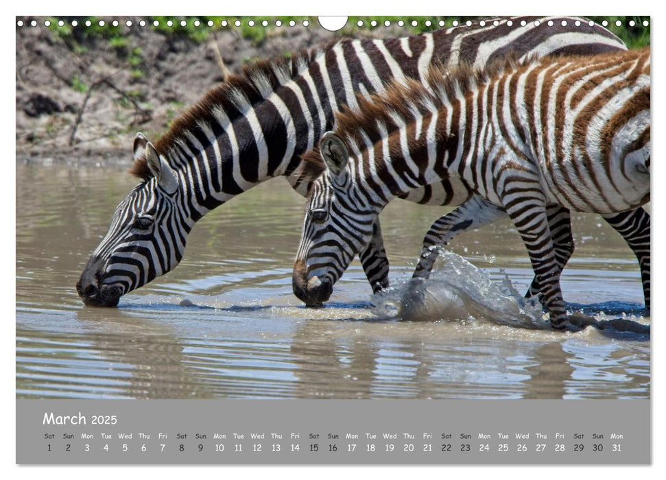 Kenya's Wildlife up close (CALVENDO Monthly Calendar 2025)