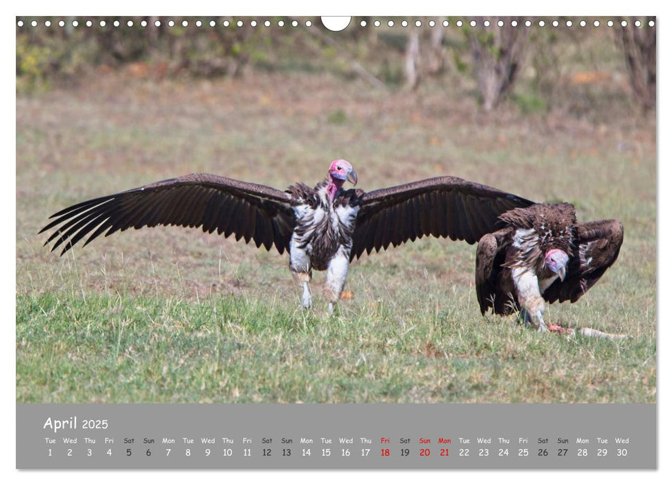 Kenya's Wildlife up close (CALVENDO Monthly Calendar 2025)